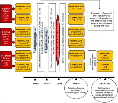 Registered Influenza Viral Vector Based Brucella abortus Vaccine for Cattle in Kazakhstan: Age-Wise Safety and Efficacy Studies